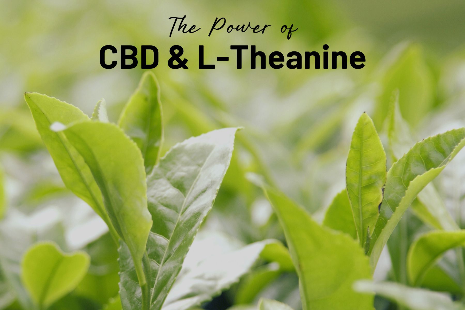 Debunking the Power of CBD and Mother Earth’s L-Theanine: A Powerful Partnership for Maximum Effectiveness